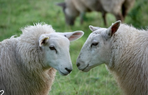 Sheep